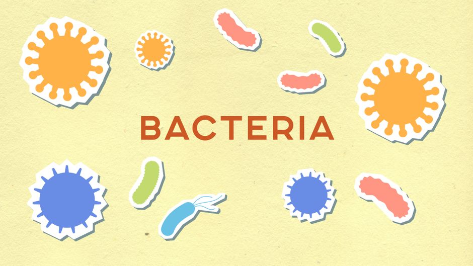 Butyrate Bacteria vs Probiotics: Differences and How to Support Gut Health