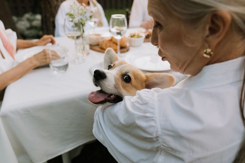 Senior Dog Pancreas Care: A Guide to Choosing Food and Supplements