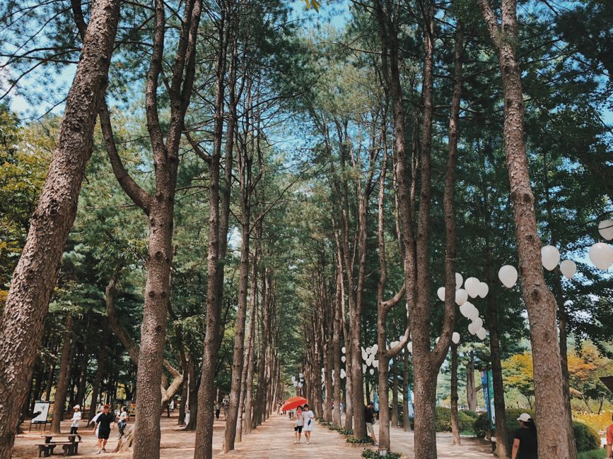 Exploring the Beautiful Woljeongsa Fir Tree Path