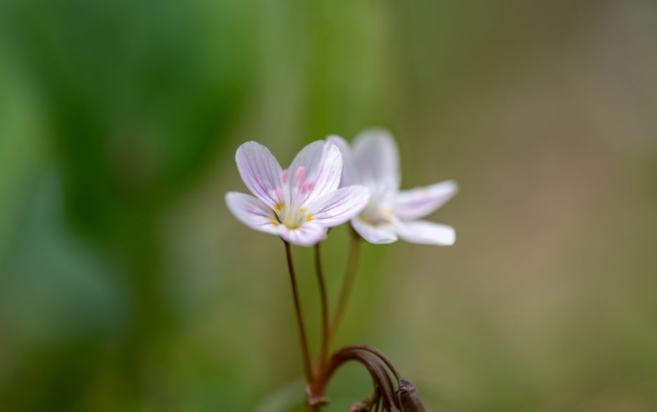 Macro shot of delicate pink and white wildflowers highlighting the soft petals and vibrant colors.